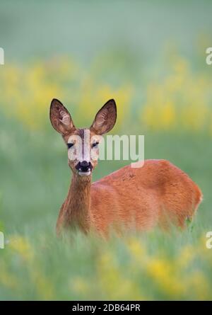 Überraschter Rehe, Capreolus Capreolus, Damhirsch, der in hohem grünen Gras steht, das teilweise auf einer Wiese versteckt ist. Weibliches Wildtier mit orangefarbenem Fell und großer Bla Stockfoto