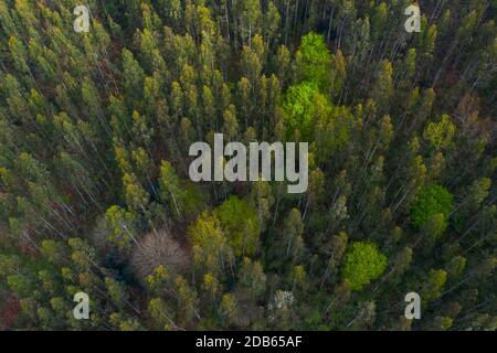 Eukalyptusplantage, Wald im Frühling, Höhle La Cubilla, Sámano, Gemeinde Castro Urdiales, Kantabrien, Spanien, Europa Stockfoto