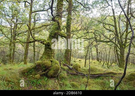 Ariundle Oakwood National Nature Reserve, sessile Oak Woodland in der Sunart Region der schottischen Highlands. Diese alten Eichenwälder erhalten eine Menge o Stockfoto