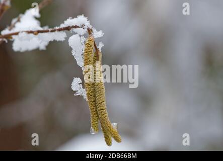 Nahaufnahme eines Haselnusszweiges mit Pollen im Winter, isolierter Hintergrund. Stockfoto