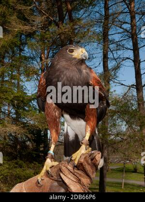 Monty 'the HarrisHawk hat sich im Birds of Prey Center, Kielder Water and Forest Park, Northumberland, England, an den Handschuh des Tierpflegers gebunden Stockfoto