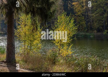Junge Birken mit gelben Blättern im Hintergrund des Flusses im Hintergrund eines sonnigen Tages. Stockfoto