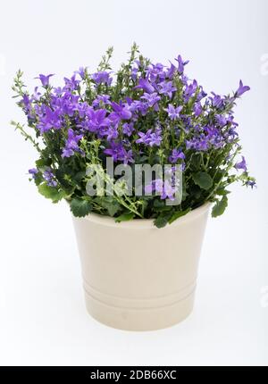 Schöne lebendige lila Feder Blume Busch Dalmatiner Glockenblume (Campanula Portenschlagiana) Stockfoto