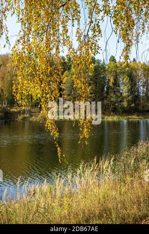 Hängende lange Äste von Birke mit gelben Blättern auf dem Hintergrund des Flusses und Wald an einem sonnigen Tag. Stockfoto
