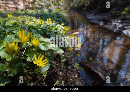 Eine der ersten federgelben Blumen mit grünen Blättern ist Fig. Buttercup aus Fikaria verna Stockfoto