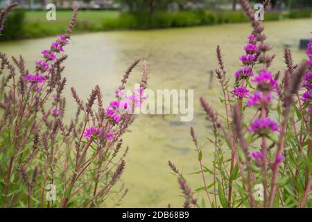 Rosa Blumen auf dem Feld. Lythrum salicaria (lila lockerestrife, stachelige lockere Estrife, lilafarbenes Lythrum). Wildblumen Stockfoto