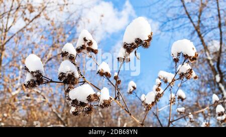 Panoramaaussicht auf die schneebedeckte Kapitula der Burdock-Nahaufnahme im Wald am sonnigen Frühlingstag Stockfoto