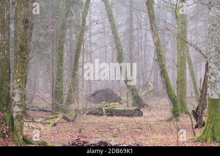 Die herbstlichen Laubbaum stand mit hainbuchen und gebrochene Baum, Wald Bialowieza, Polen, Europa Stockfoto