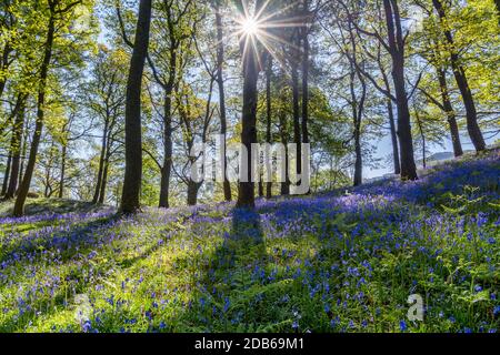 Sonne scheint durch Waldbäume mit bluebell Teppiche an einem schönen Frühlingsmorgen. Stockfoto