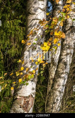 Dünne lange Birkenzweige mit gelben Blättern auf dem Hintergrund von weißen Birkenstämmen. Stockfoto