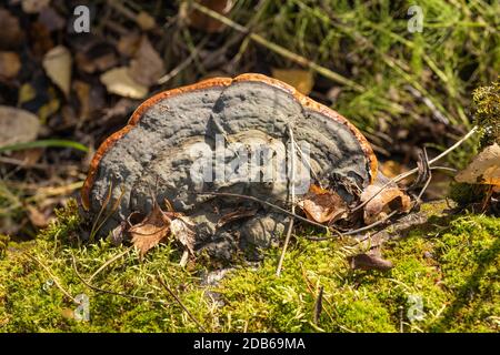 Heller großer Pilz auf einem Birkenstamm vor einem Hintergrund aus grünem Moos, Foto aus der Nähe aufgenommen. Stockfoto