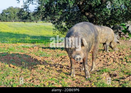 Iberisches Schwein auf der Wiese der Extremadura. Stockfoto