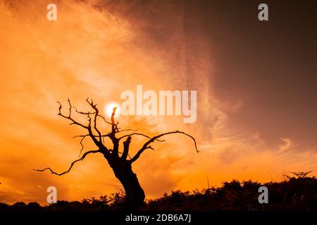 Eine helle Sonne am Himmel, die hinter einem toten Baum untergeht Stockfoto