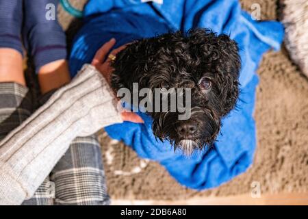 Ein nasser Kakadu Hund in ein Handtuch nach einem eingewickelt Schlammiger Weg Stockfoto