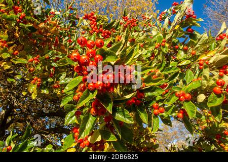 Weißdornbeeren auf dem Baum in einem Londoner Park Stockfoto