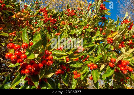 Weißdornbeeren auf dem Baum in einem Londoner Park Stockfoto