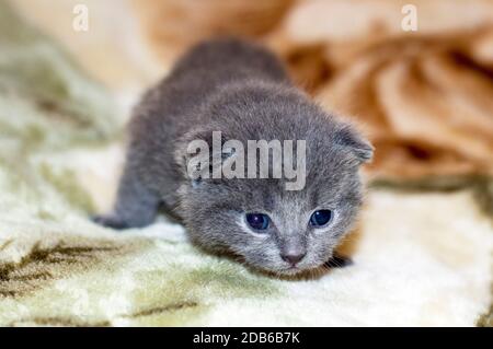 Grau 2 Wochen altes schottisches Falter Kätzchen, Hauskatzen Stockfoto