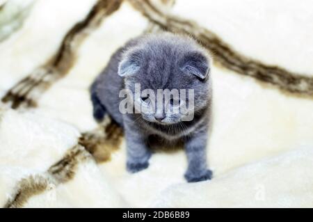 Graue 4-wöchige alte schottische Kätzchen, Hauskatzen Stockfoto