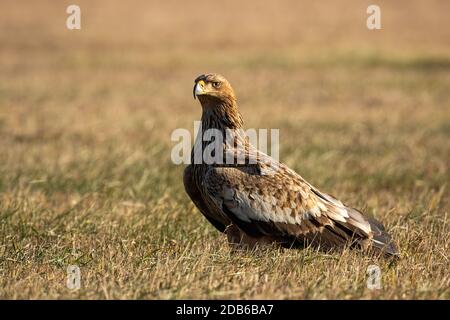 Östlicher Kaiseradler auf dem Boden sitzend in herbstlicher Natur Stockfoto