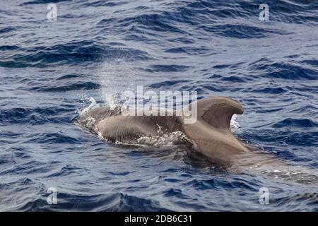 Pilotwal (Globicephala melas) im Atlantik. Auf Spanien Stockfoto