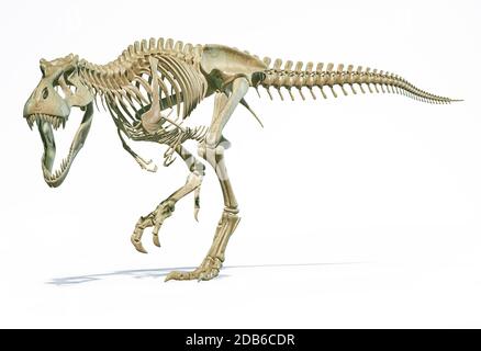 T-Rex volles Skelett in dynamischer Haltung. 3D-fotorealistische Darstellung auf weißem Hintergrund. Stockfoto