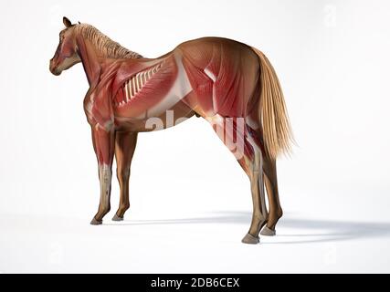 Pferdeanatomie. Muskuläres System mit Geistereffekt. Rückseite - Seitenperspektive auf weißem Hintergrund. Beschneidungspfad enthalten. Stockfoto