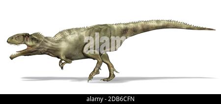 Giganotosaurus Dinosaurier. Seitenansicht, 3D-fotorealistische Darstellung, auf weißem Hintergrund. Beschneidungspfad enthalten. Stockfoto