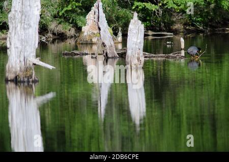 Riesenkoot Fulica gigantea in der Captren Lagune. Conguillio-Nationalpark. Region Araucania. Chile. Stockfoto