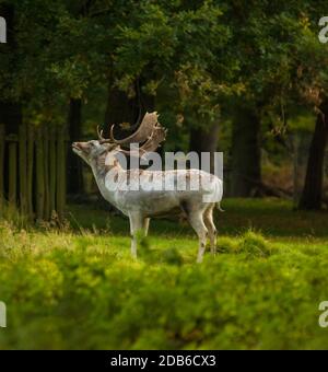 Männlicher Brachhirsch mit schönem Geweih, der im Park mit frischem Herbstlicht steht. Stockfoto