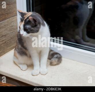 Gepunktete Katze, die auf der Fensterbank sitzt, das Thema Hauskatzen Stockfoto