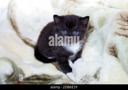 Traurige schwarz-weiße schottische Kätzchen, das Thema Hauskatzen Stockfoto