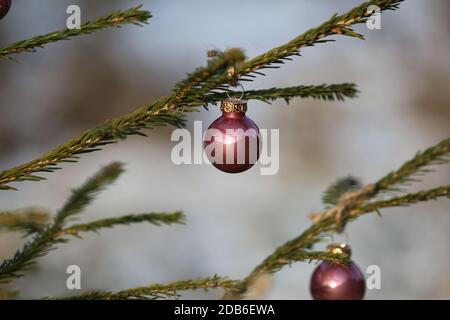 Rosa Glas Weihnachtskugeln auf einem grünen Fichtenzweig im Freien in Sonnenlicht auf einem schneebedeckten Hintergrund. Weihnachten oder Neujahr Hintergrund. Festliche Postkarte. Stockfoto