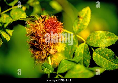 Rose bedeguar Gall, Reifen Gall auf einem Hund stieg im Sommer in Deutschland Stockfoto