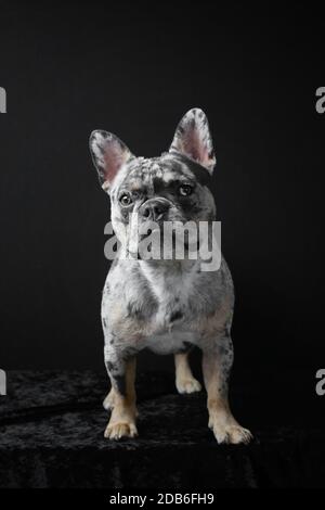 FRANZÖSISCH BULLDOG WELPEN MIT VERSCHIEDENEN FARBIGEN AUGEN Stockfoto