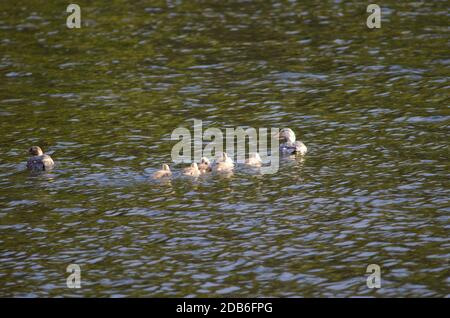 Fliegender Dampfer Enten Tachyeres patachonikus. Erwachsene, Männer rechts und Frauen links und Küken. Captren Lagune. Conguillio-Nationalpark. A Stockfoto