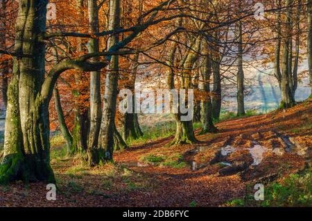 Erstaunlicher Morgen im Herbstwald. Goldene Eiche und Buche mit fallenden Blättern. Stockfoto