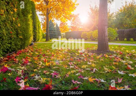 Sonnige Herbstszene im Park. Gefallene rote und gelbe apfelblätter auf dem grünen Rasen, der von strahlender Sonne beleuchtet wird. Konzentrieren Sie sich auf die Blätter Stockfoto