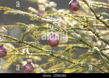 Rosa Glas Weihnachtskugeln auf einem grünen Fichtenzweig im Freien in der Morgensonne. Bokeh-Effekt. Weihnachtskugeln auf einem Tannenbaum in Sonnenblendung. Stockfoto