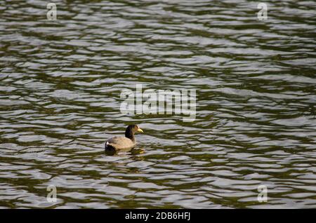 Riesenkoot Fulica gigantea in der Captren Lagune. Conguillio-Nationalpark. Region Araucania. Chile. Stockfoto