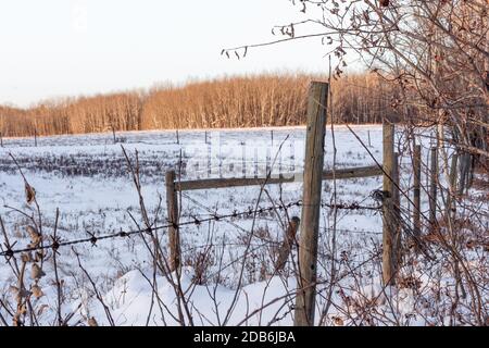 Winterfarm Feld mit Zaun und Bäumen, Schnee auf dem Boden Stockfoto