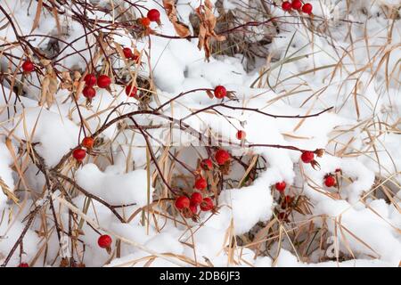 Hagebuttenzweige mit roten Beeren im Winter, Schnee im Hintergrund auf trockenen Gräsern Stockfoto