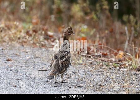 Ruffed Grouse Kreuzung Straße in den Wald Stockfoto