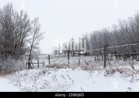 Nebel und Frost auf Bäumen, Prärie landwirtschaftlichen Feld und Zaunpfosten Stockfoto