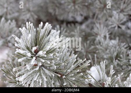 Kiefernzweig bedeckt mit Frost und Schnee im Winter mit Speicherplatz kopieren Stockfoto