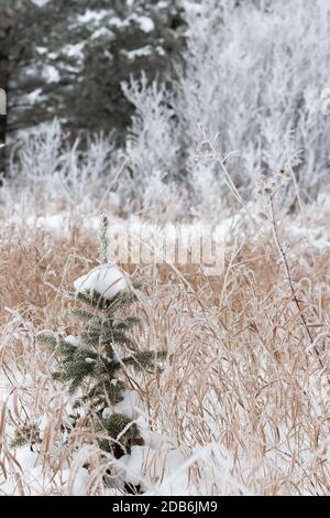 Kleine immergrüne Fichte bedeckt mit Frost und Schnee Stockfoto