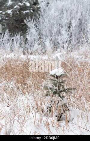 Kleine immergrüne Fichte bedeckt mit Frost und Schnee Stockfoto