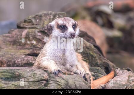 Niedliche Erdmännchen suricata suchen mit Kuriosität auf Baum. Nahaufnahme Tier in der Natur Tierwelt. Stockfoto