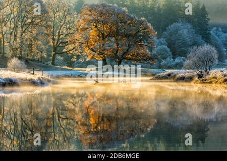 Wunderschönes Sonnenlicht, das die Herbstfarben eines großen Eichenbaums an einem frostigen, frischen Morgen im Lake District erhellt. Stockfoto