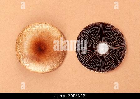 Frischer psilocybe cubensis auf beigem Hintergrund. Halluzinogene psychedelische Pilze. Alternative Medizin. Stockfoto