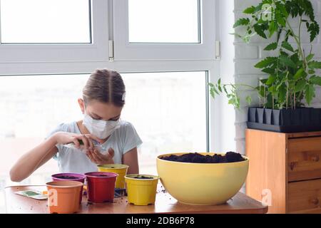 Mädchen in Selbstisolation zu Hause, die Samen in Töpfen Pflanzen Stockfoto
